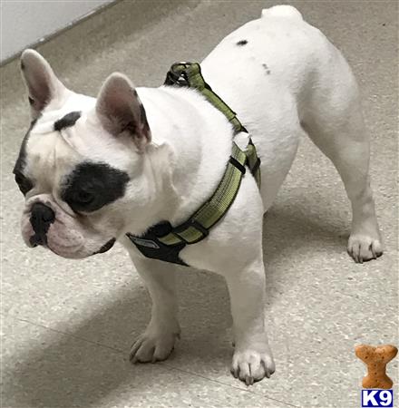 a french bulldog dog with a green collar