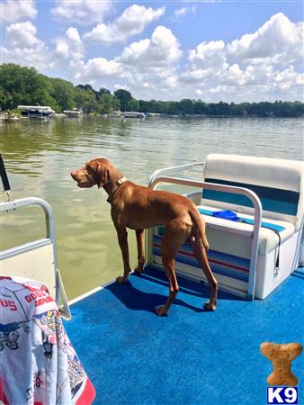 a vizsla dog on a boat