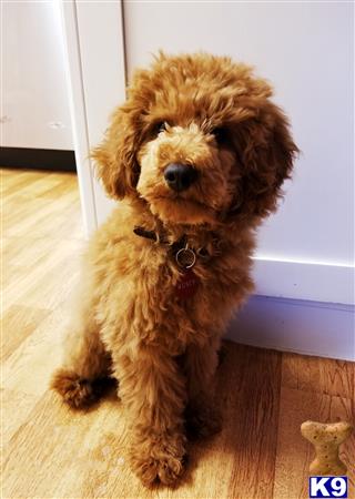 a poodle dog sitting on a wood floor