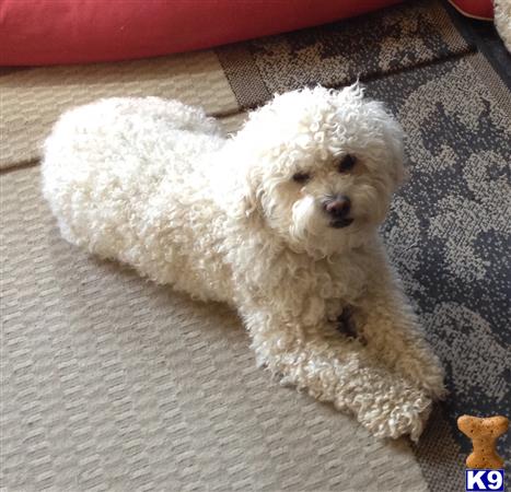 a poodle dog lying on a rug