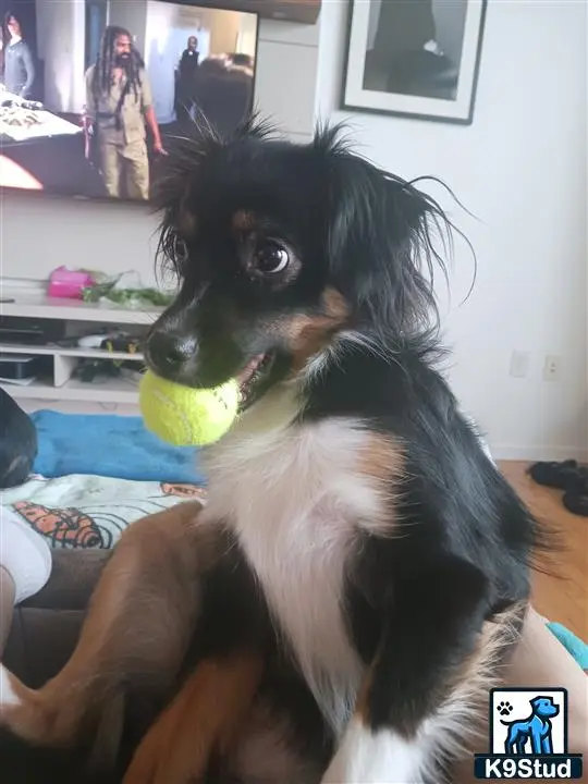 Miniature Australian Shepherd female dog