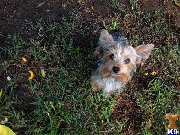 a yorkshire terrier dog in the grass