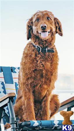 a goldendoodles dog sitting on a chair