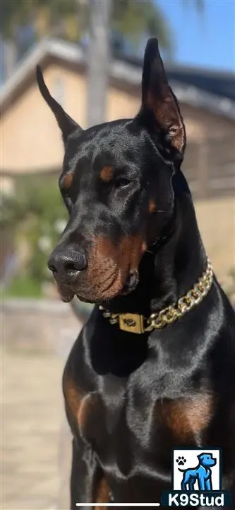 a doberman pinscher dog with a collar