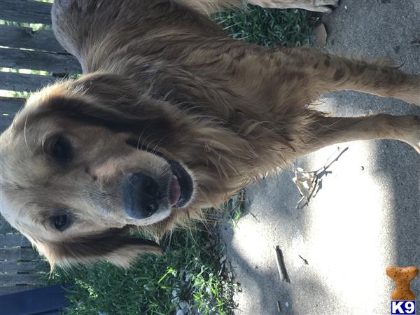 a golden retriever dog with its nose in a hole in a wall