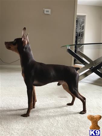 a miniature pinscher dog standing in a room