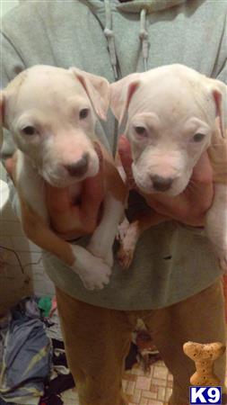 a couple of american staffordshire terrier dogs