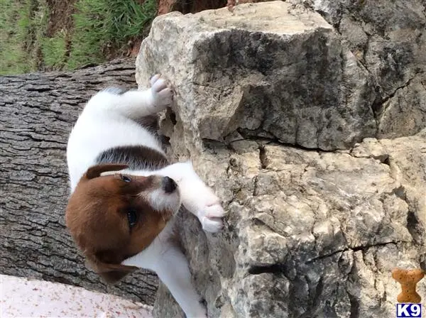 a baby goat standing on a rock
