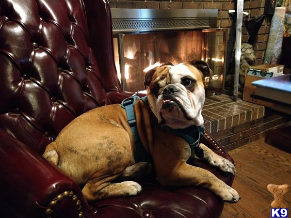 a english bulldog dog sitting on a couch