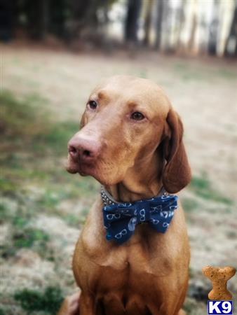 a vizsla dog with a blue collar