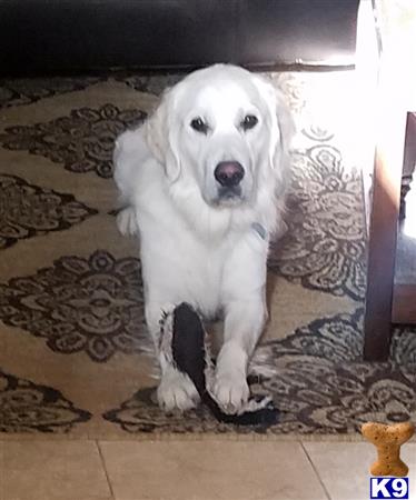 a white golden retriever dog sitting on a rug