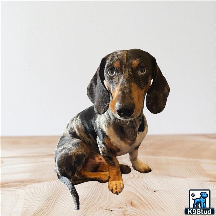 a dachshund dog sitting on the floor