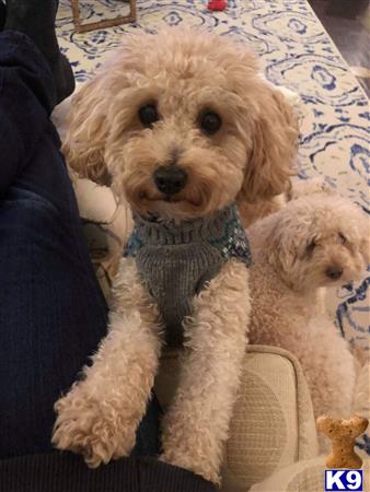 a poodle dog wearing a sweater