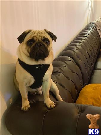 a pug dog sitting on a couch
