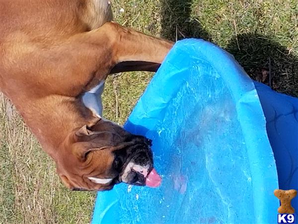 a boxer dog with a blue bag