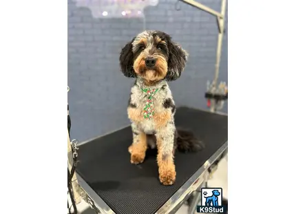 a bernedoodle dog sitting on a chair