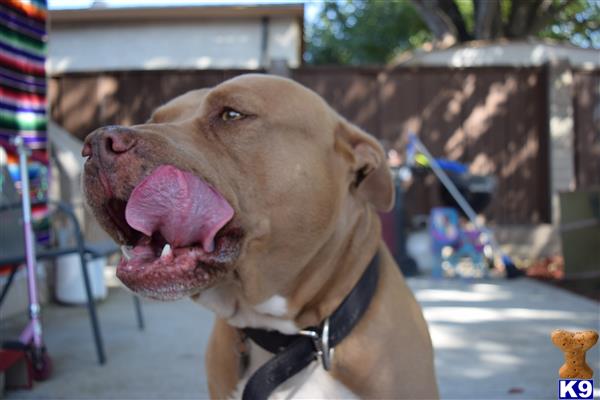 a american pit bull dog with its mouth open