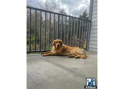 a golden retriever dog lying on the ground outside