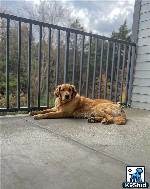 a golden retriever dog lying on the ground outside