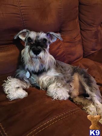 a miniature schnauzer dog lying on a couch