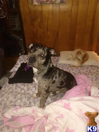a american pit bull dog and a cat lying on a bed