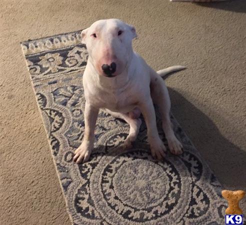 a bull terrier dog sitting on a rug