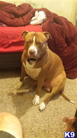 a american pit bull dog sitting on the floor