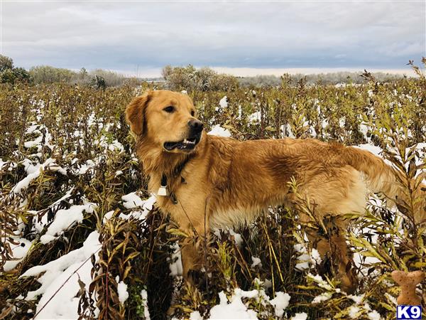 a golden retriever dog standing in a snowy field