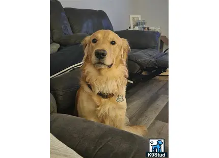 a golden retriever dog sitting on a couch