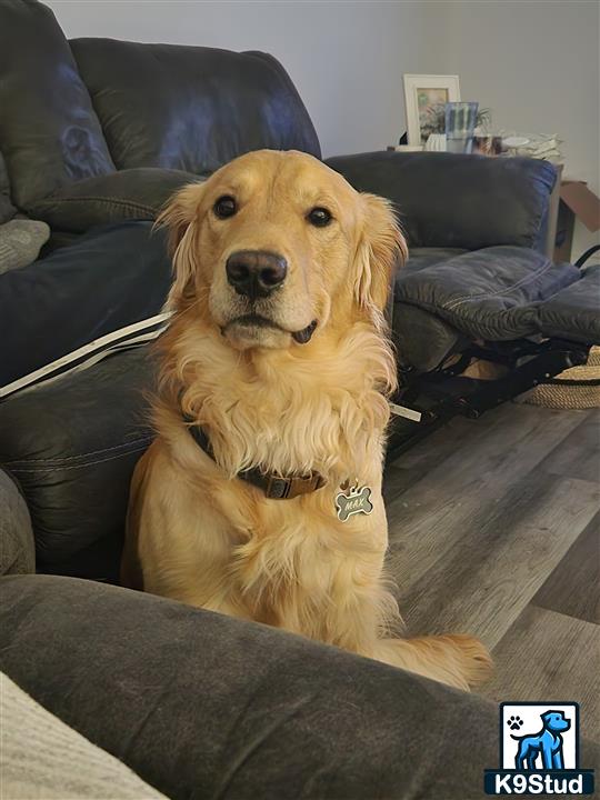 a golden retriever dog sitting on a couch