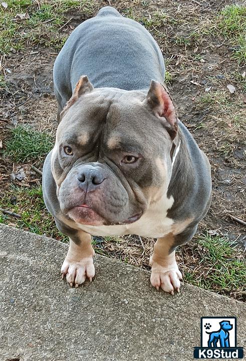 a american bully dog lying on the ground