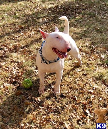 a bull terrier dog with a leash on