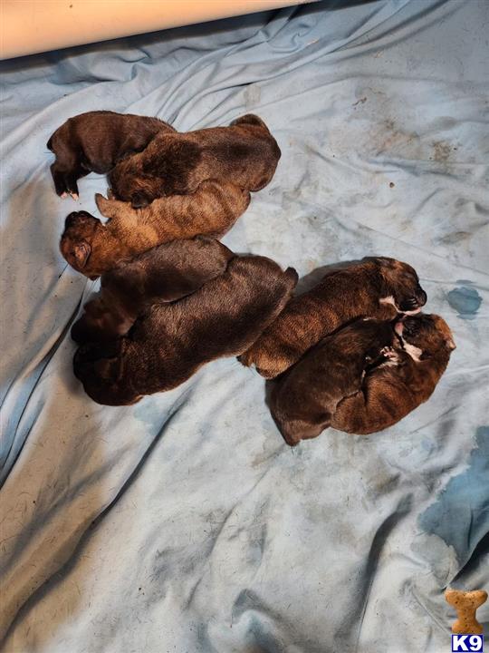 a group of boxer puppies sleeping on a bed