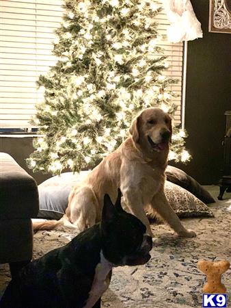 a couple of golden retriever dogs lying on the ground by a tree