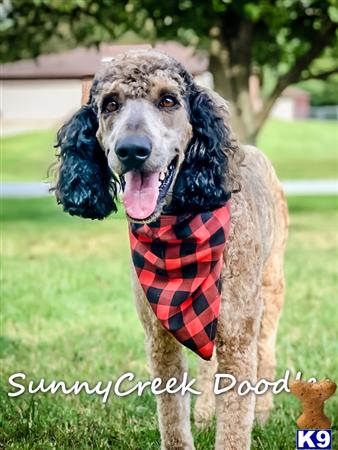 a poodle dog wearing a sweater