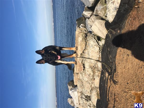 a german shepherd dog standing on a rock