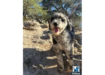 a poodle dog on a leash