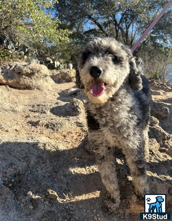 a poodle dog on a leash