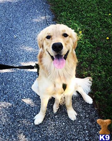 a golden retriever dog sitting on a sidewalk