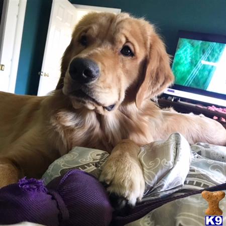 a golden retriever dog lying on a bed