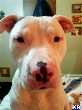 a american pit bull dog lying on a bed