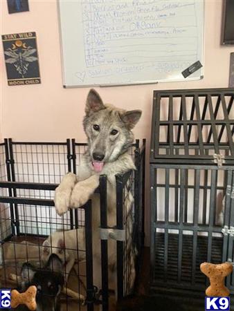 a wolf dog dog sitting on a cage