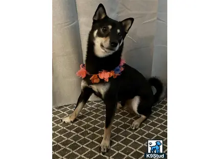 a shiba inu dog wearing a garment