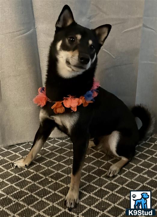 a shiba inu dog wearing a garment