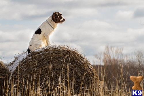 a english springer spaniel dog standing on a bale of hay