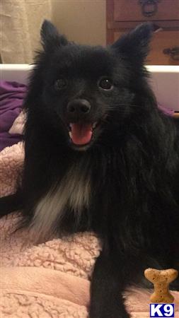 a black pomeranian dog with its mouth open