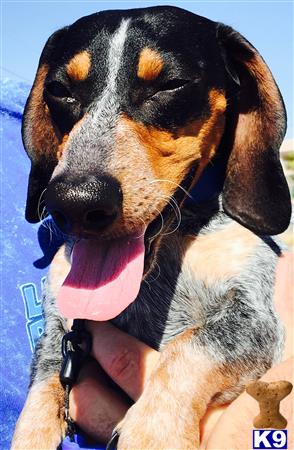 a dachshund dog licking its paw