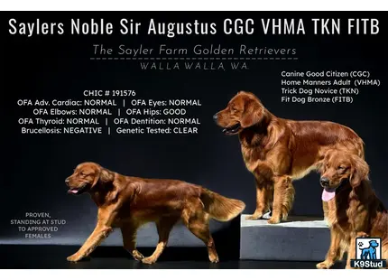 a group of golden retriever dogs