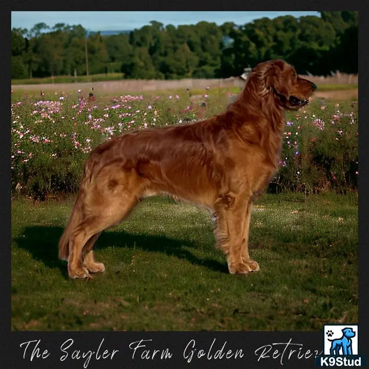 a golden retriever dog running in a field