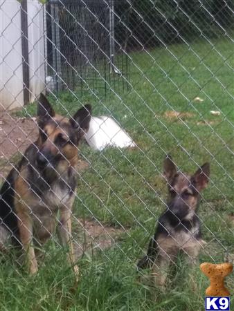 two german shepherd dogs behind a fence